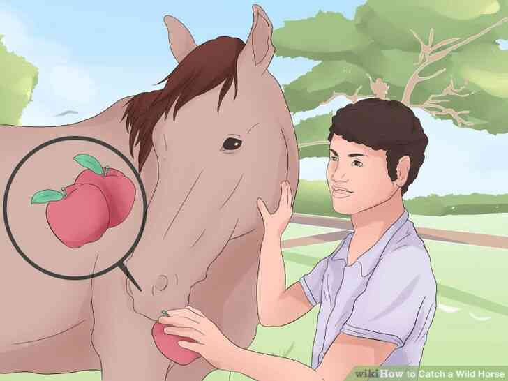 Image intitulée Attraper un Cheval Sauvage Étape 9